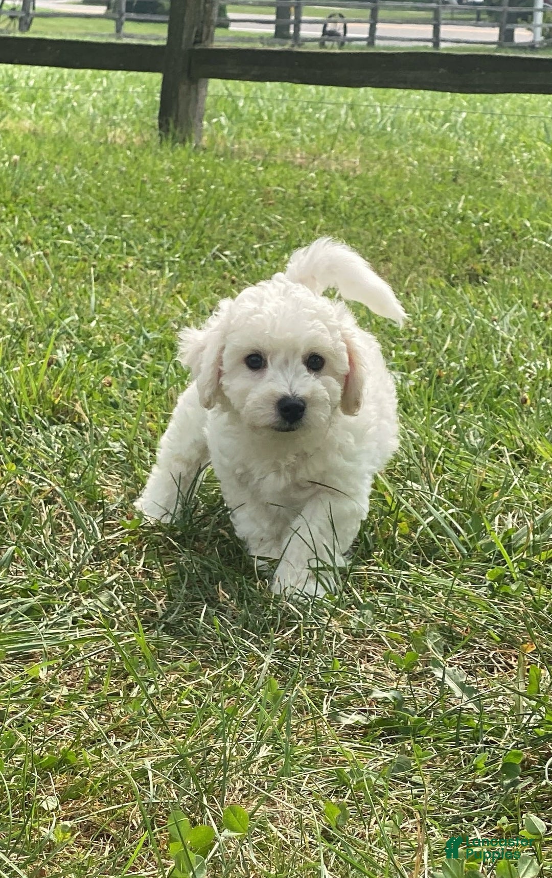 Bichon Frise dogs for sale: Blu - Ad 1