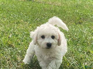 Bichon Frise dogs Blu - Ad 17