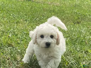 Bichon Frise dogs Blu - Ad 16
