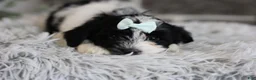 Maltipoo dogs for sale: Izzy - Ad 3