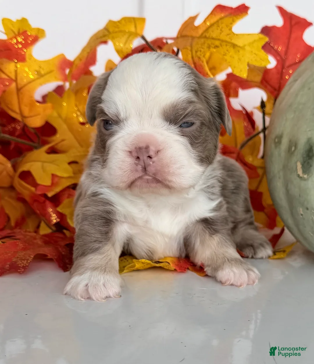 French Bulldog dogs for sale: Medusa Female AKC Fluffy French Bulldog - Ad 2