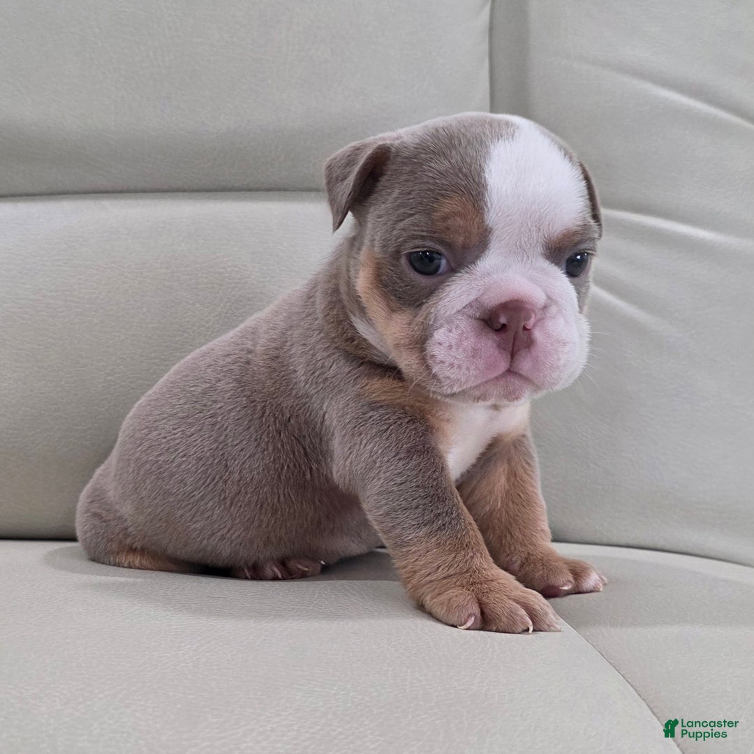 English Bulldog dogs for sale: Anna - Ad 4