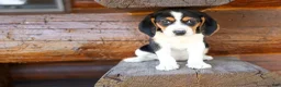 Beagle dogs for sale: 💕Millie Mae 🐶 - Ad 13