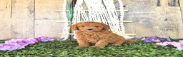 Mini Goldendoodle dogs for sale: Mr Centery - Ad 4