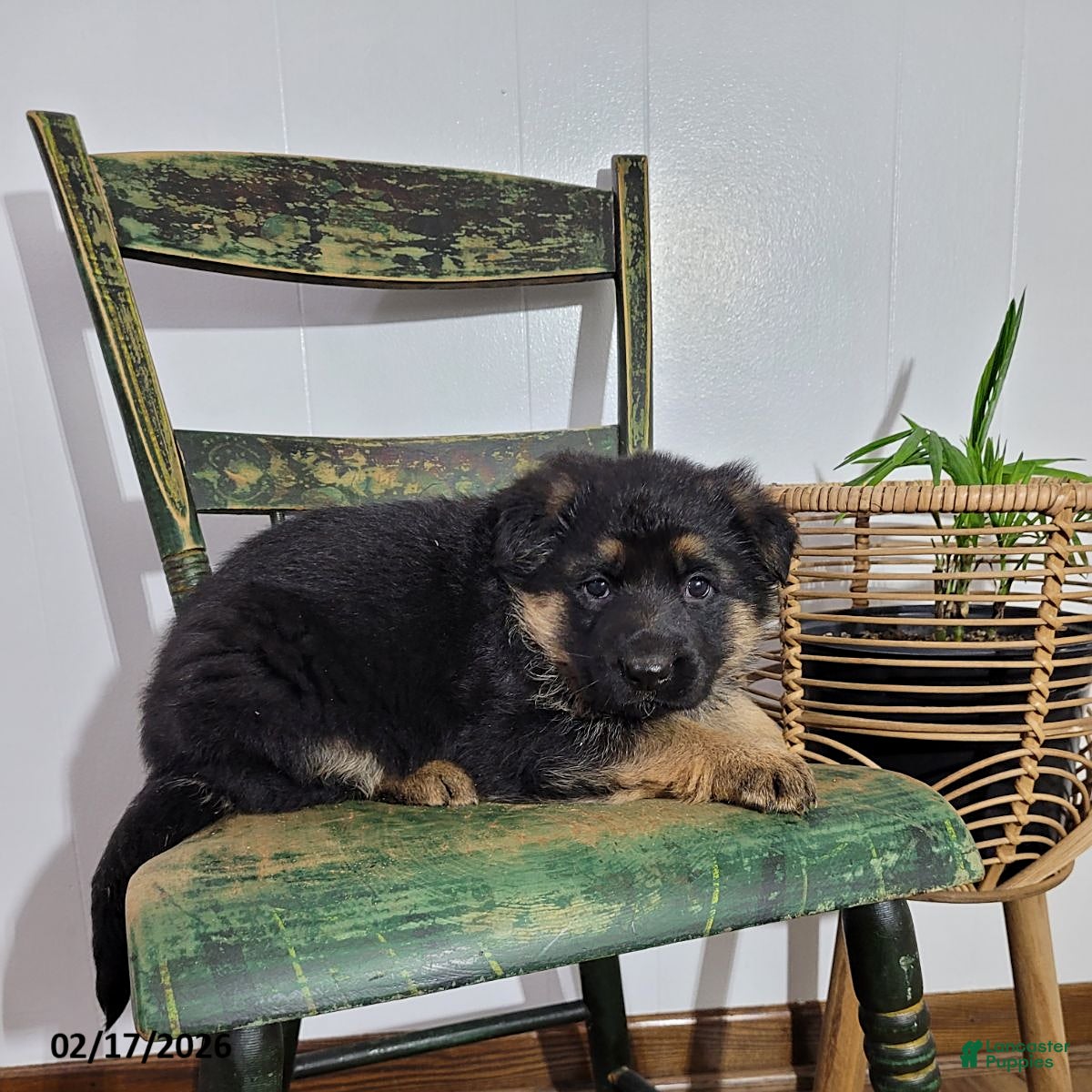 German Shepherd dogs Bella   - Ad 1