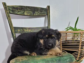 German Shepherd dogs for sale: Bella - Ad 4