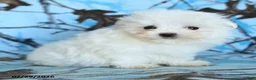 Maltese dogs for sale: Snowbell - Ad 4