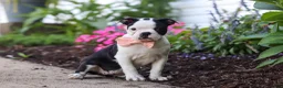 Boston Terrier dogs for sale: Sherry - Ad 5