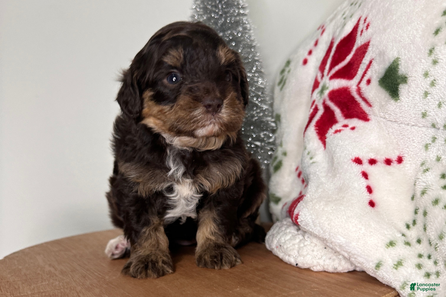 Cavapoo dogs Tinsel - Ad 23