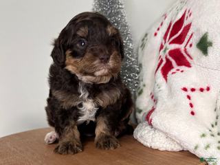 Cavapoo dogs Tinsel - Ad 31