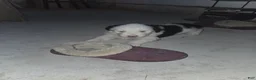 Sheepadoodle dogs for sale: Cooper - Ad 5
