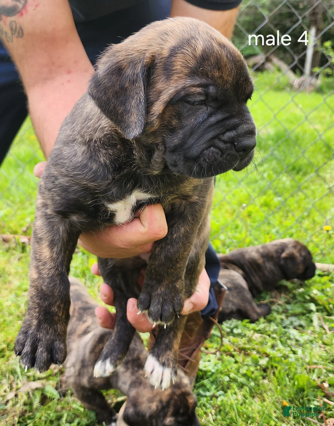Mixed Breed dogs for sale: Mixed Breed Puppy 4 - Ad 1