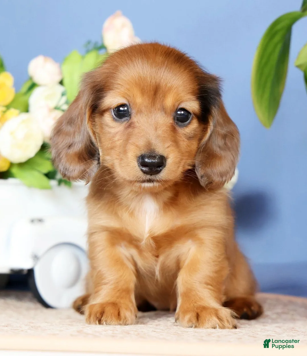 Miniature Dachshund dogs for sale: Judy - Ad 1