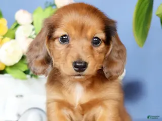 Miniature Dachshund dogs for sale: Judy - Ad 4