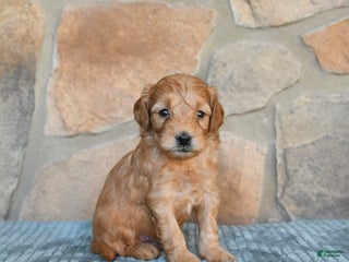 Mini Goldendoodle dogs - Ad 42