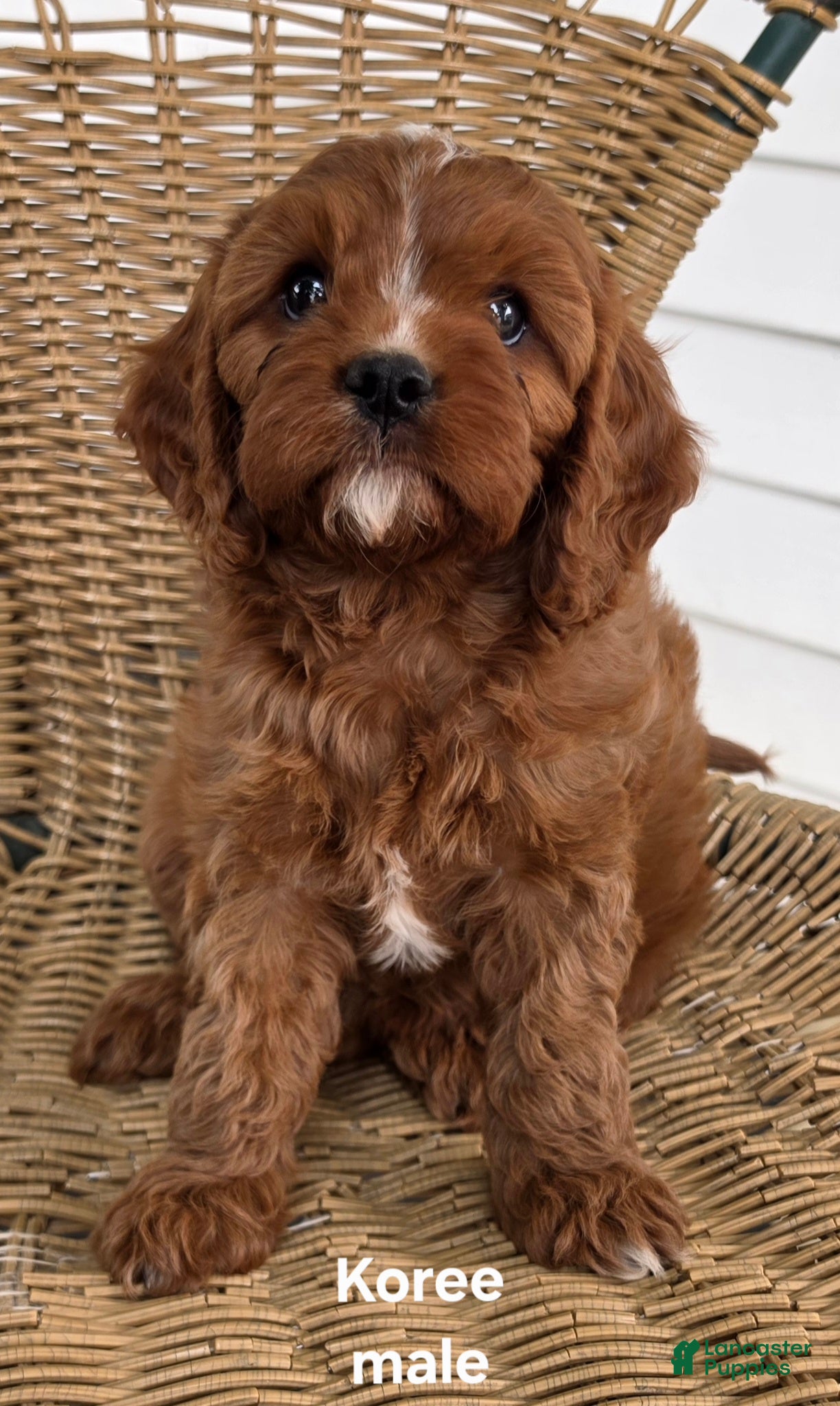 Cavapoo dogs for sale: KOREE - Ad 2
