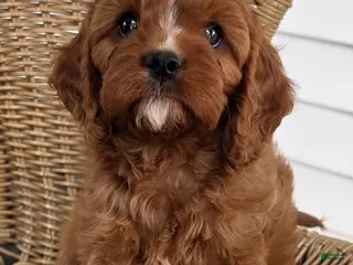 Cavapoo dogs KOREE - Ad 10