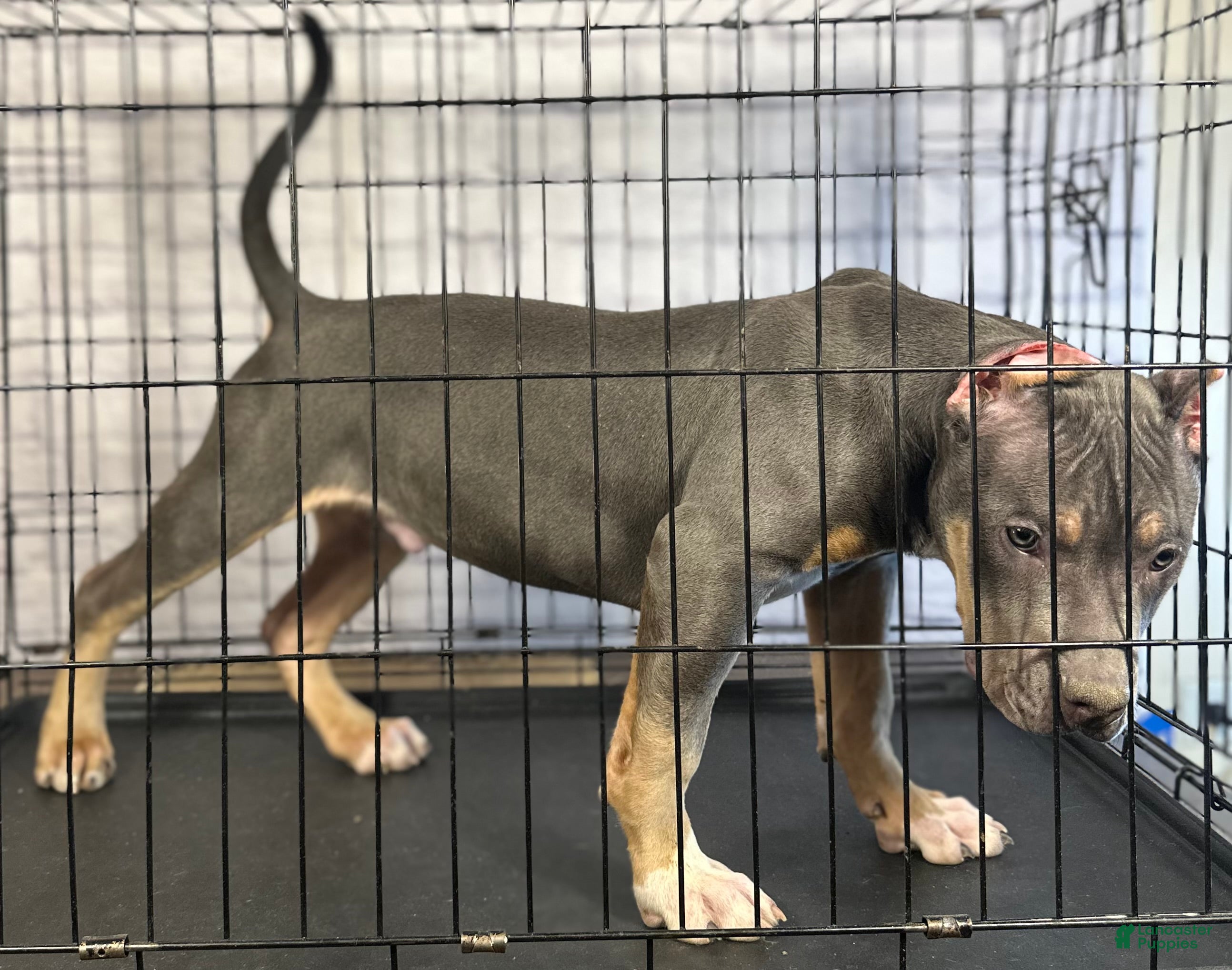 American Bully dogs Diezel - Ad 4