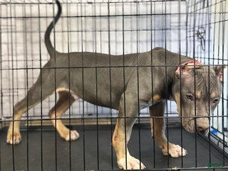 American Bully dogs Diezel - Ad 4