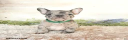 French Bulldog dogs for sale: Sky - Ad 3