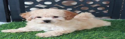 Bichpoo dogs for sale: Bella Adorable Poochon Puppy - Ad 3
