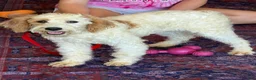 Labradoodle dogs for sale: Patty - Ad 6