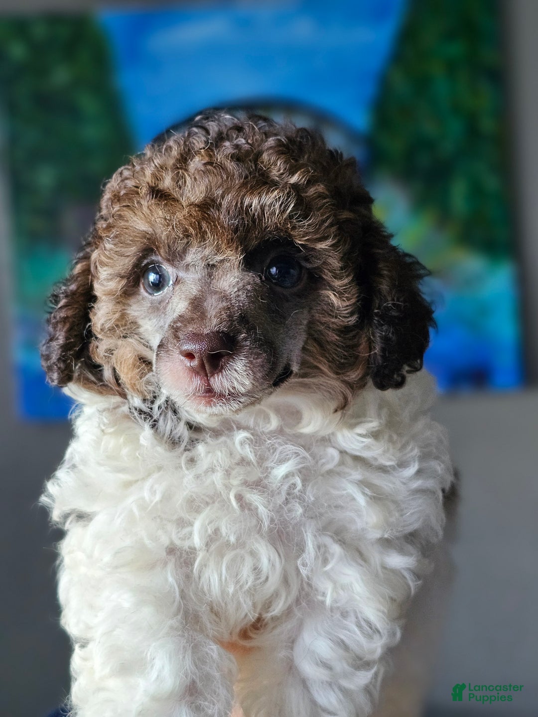 Toy Poodle dogs for sale: Trundle - Ad 3