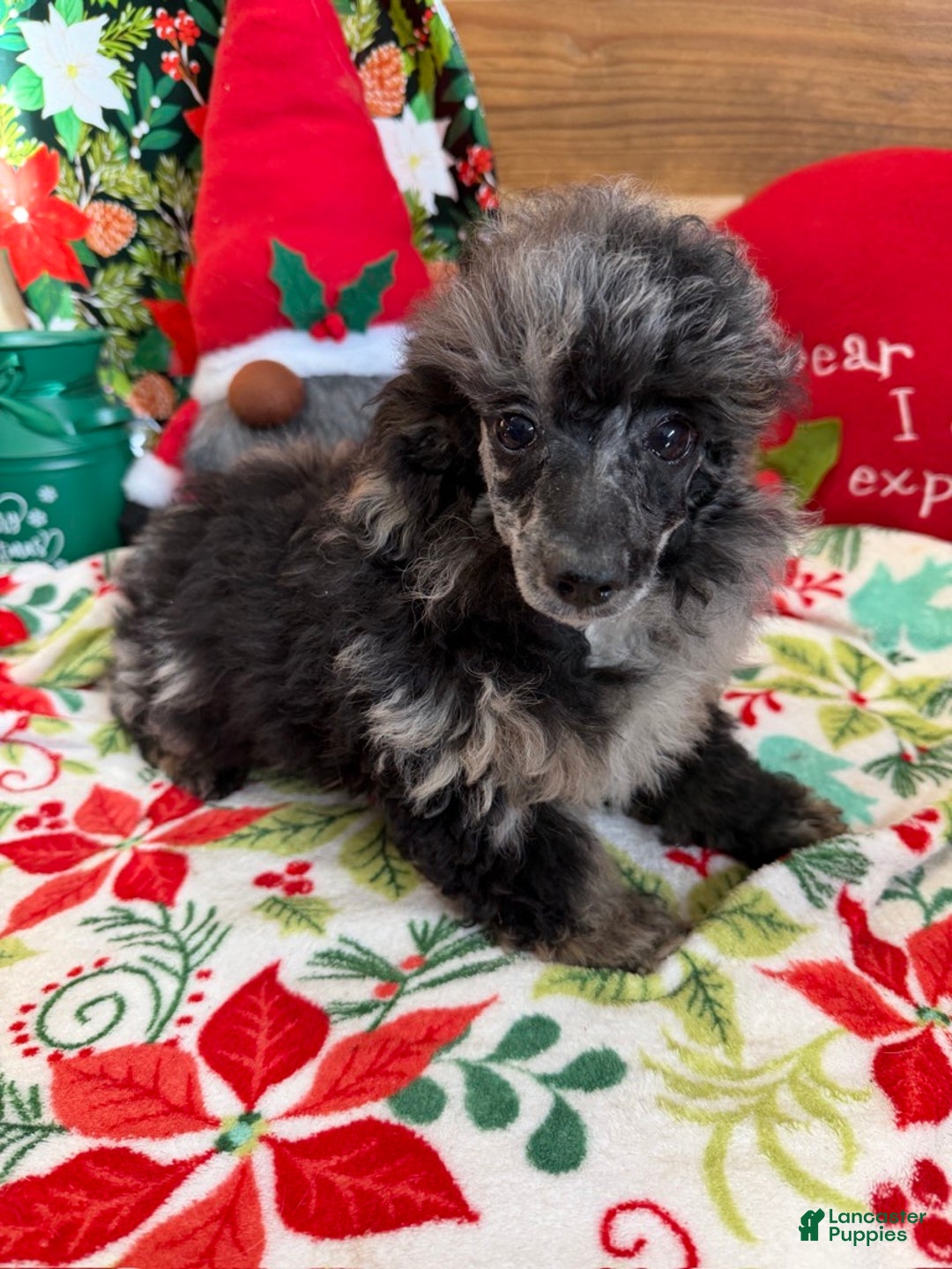 Toy Poodle dogs for sale: Helen - Ad 2