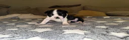 Boston Terrier dogs for sale: Boston Terrier 2 (Leia) - Ad 6