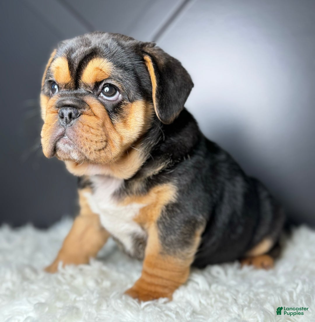 Mixed Breed dogs for sale: Willow  - Ad 2