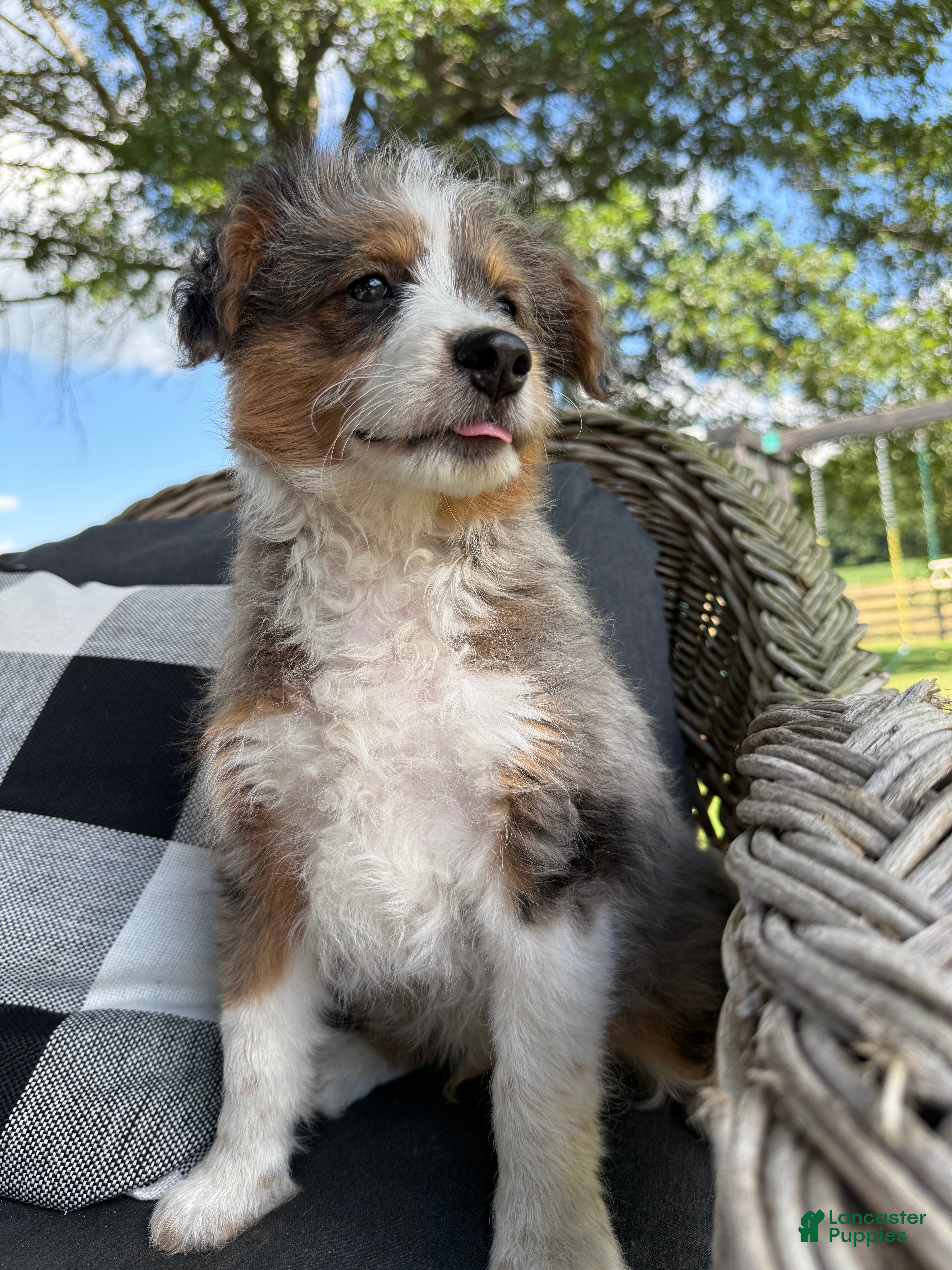 Mini Aussiedoodle dogs Clark new pictures - Ad 2