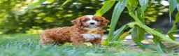Cavapoo dogs for sale: Rocky - Ad 4
