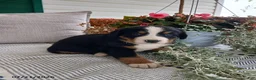 Bernese Mountain Dog dogs for sale: Anson - Ad 1