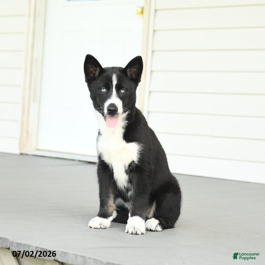 Gerberian Shepsky dogs Frosty - Ad 1