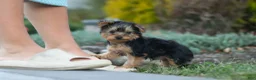 Yorkiepoo dogs for sale: Tucker - Ad 7