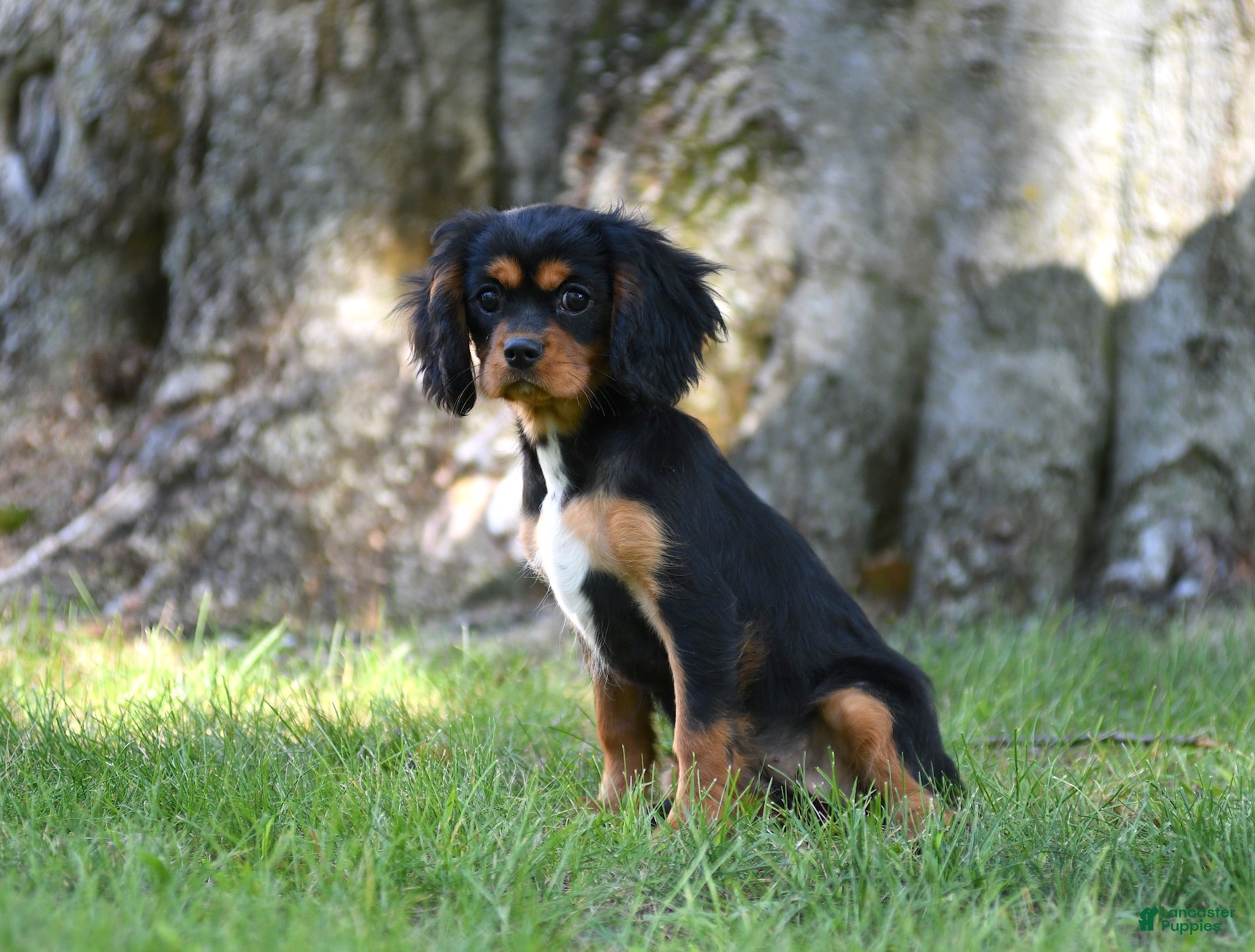 Cavalier King Charles Spaniel dogs Nova - Ad 1