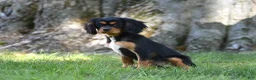 Cavalier King Charles Spaniel dogs for sale: Nova - Ad 1