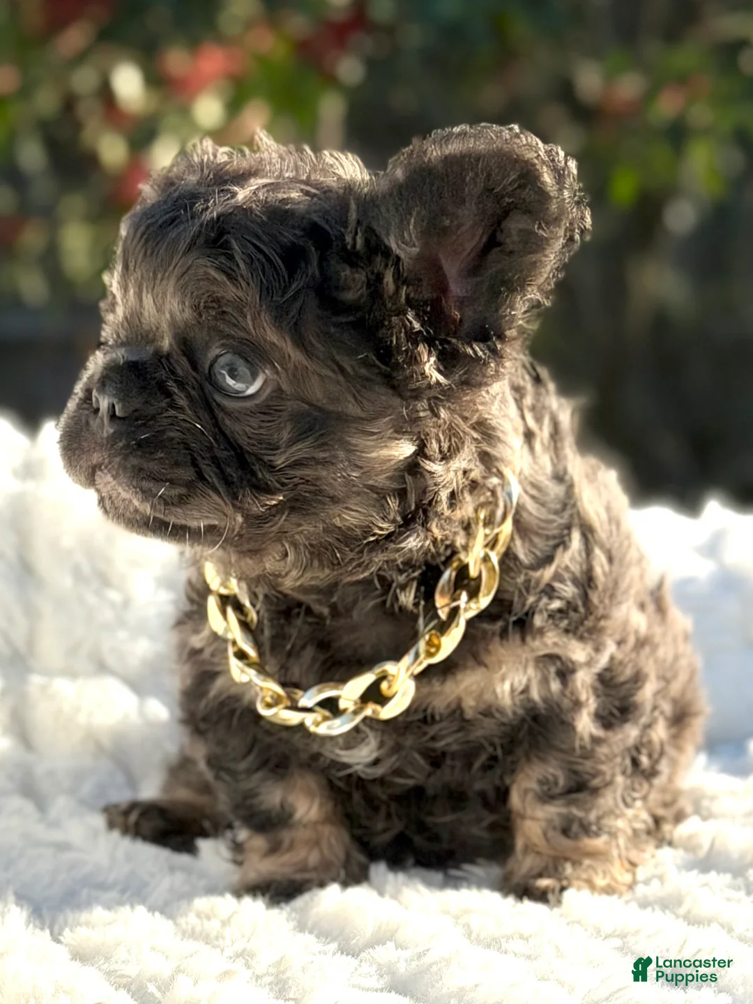 French Bulldog dogs for sale: Mr. Nugget - Ad 3