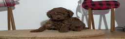 Miniature Poodle dogs for sale: Malia - Ad 5