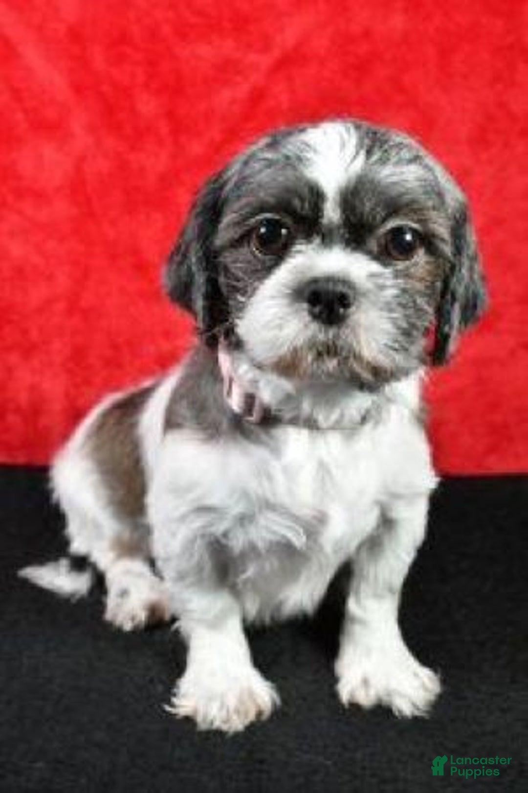 Shih Tzu dogs for sale: Bridget - Ad 8
