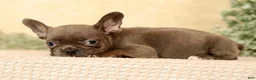 French Bulldog dogs for sale: Wanda - Ad 8