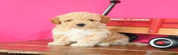 Toy Poodle dogs for sale: Jack  - Ad 1