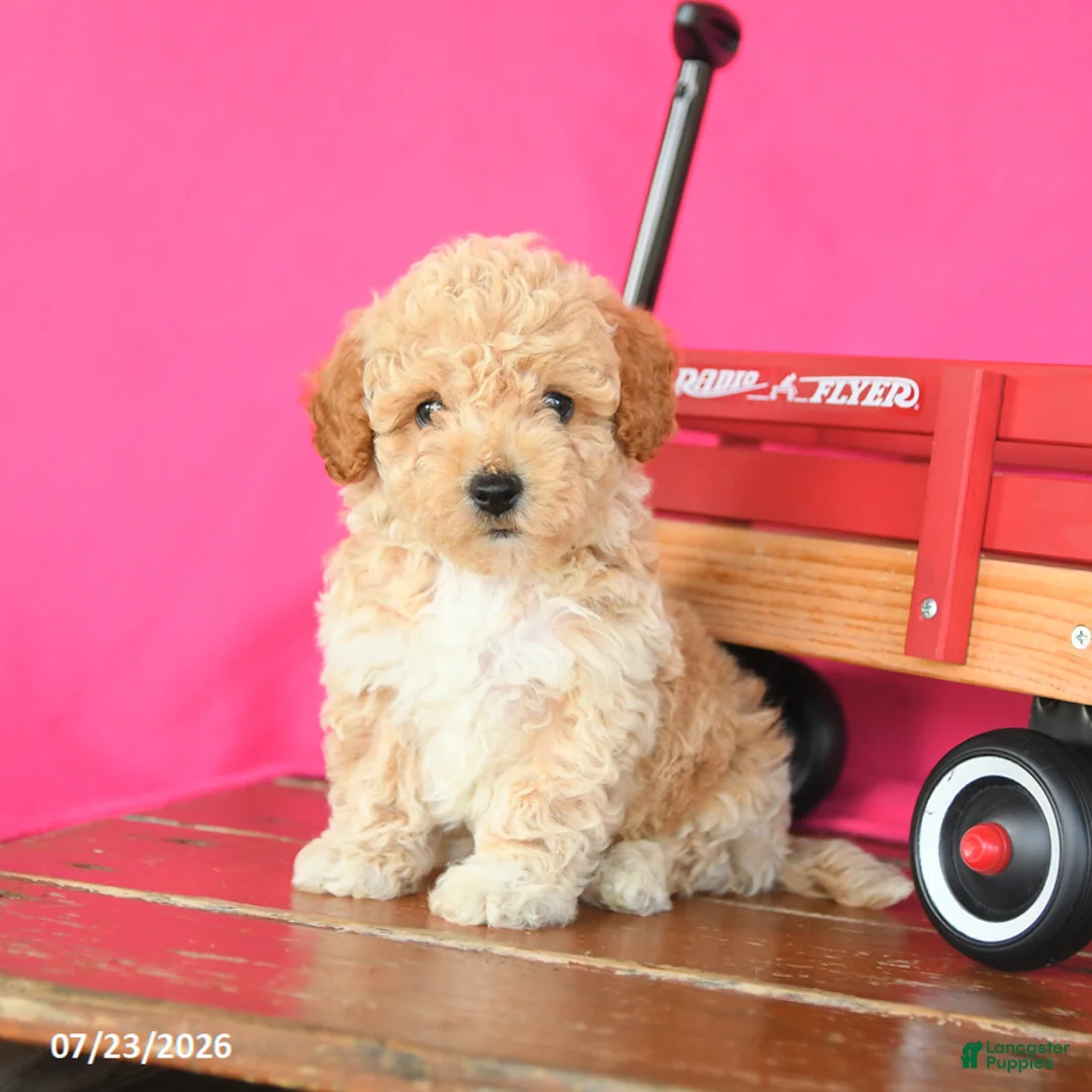 Toy Poodle dogs for sale: Jack  - Ad 1