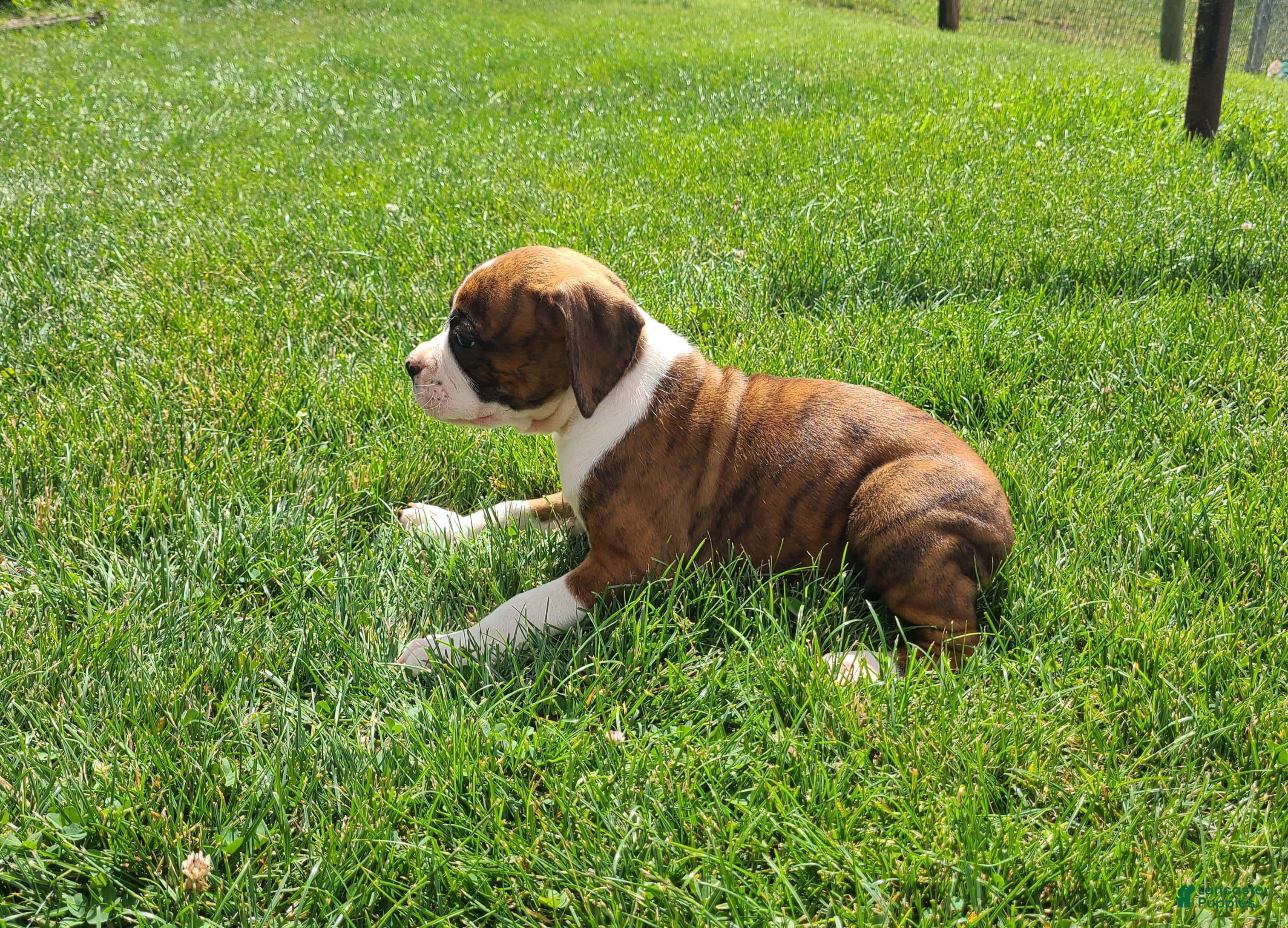 Boxer dogs Annie - Ad 2
