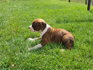 Boxer dogs Jonny - Ad 41