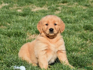 Golden Retriever dogs Raven - Ad 41