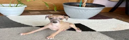 Italian Greyhound dogs for sale: Italian Greyhound male 2 Fawn  - Ad 7