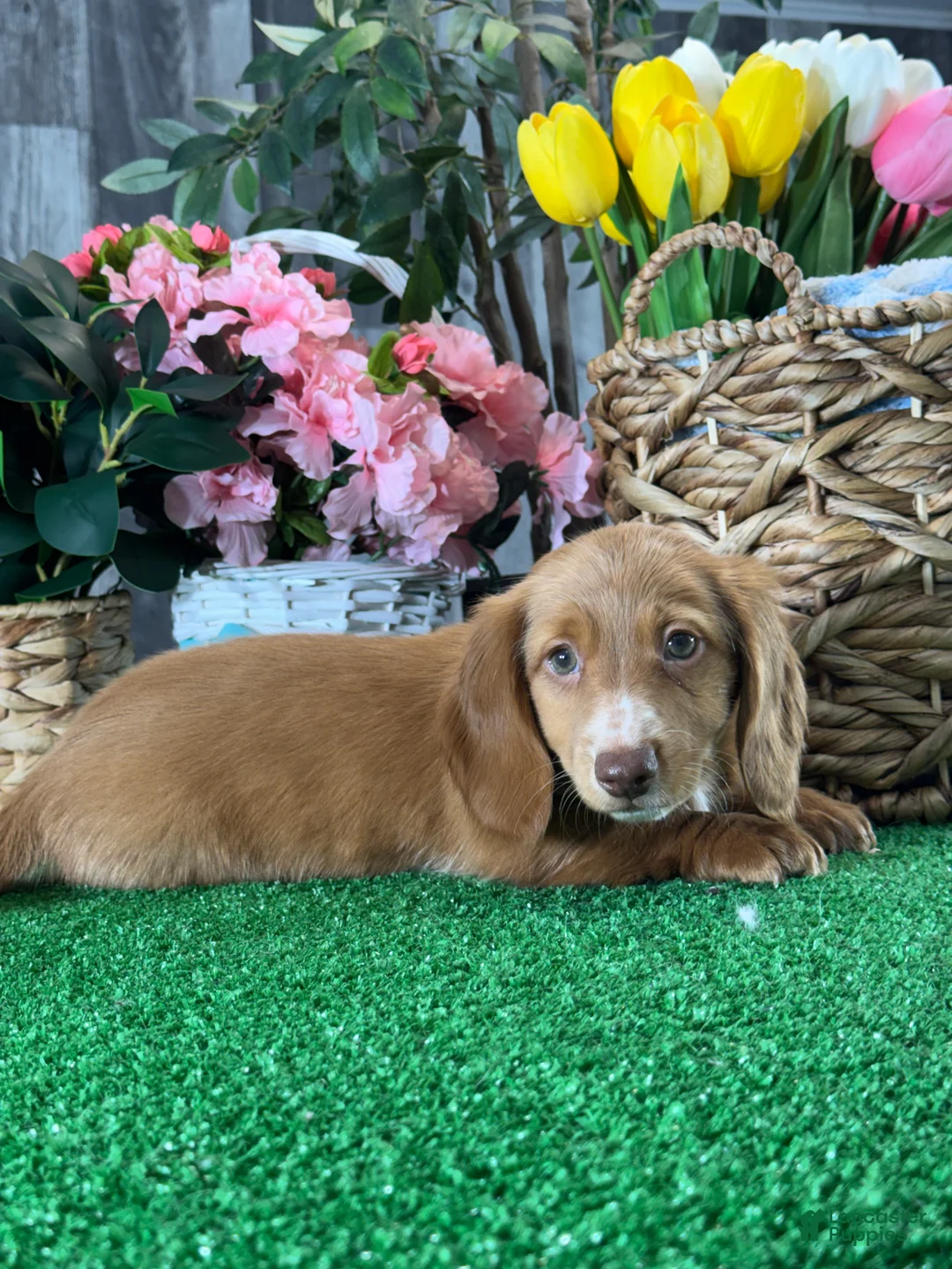 Dachshund dogs for sale: Dylan - Ad 5