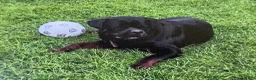 Rottweiler dogs for sale: Bryson - Ad 6