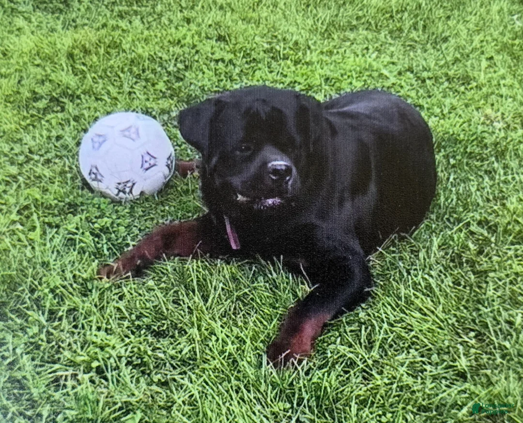 Rottweiler dogs for sale: Bryson - Ad 6